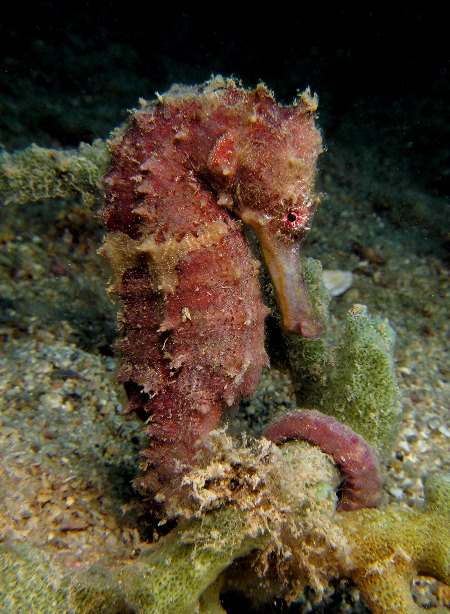 Hippocampus moluccensis.jpg